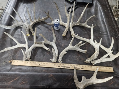#ad Lot of 11 Pounds 3 Oz Wild Whitetail Deer Antler Shed Cut Horn Rack Weathered $149.00