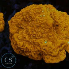 CS WWC GRAFTED MONTI - WYSIWYG LIVE CORAL