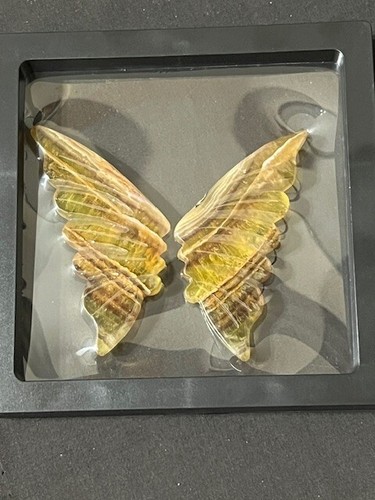 SPECTACULAR 3 1/2" GOLDEN FLUORITE BUTTERFLY WINGS. AWESOME TRANS-ILLUMINATION - Picture 10 of 24