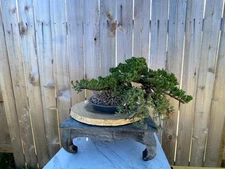 AWESOME! Fantastic Procumbens Nana Juniper Pre-Bonsai, 16 Yrs, Strong Trunk #648