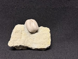 Blastoid-Plump Pentremites godoni from Illinois-Fossils, Trilobite