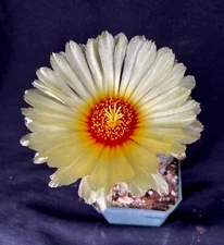 Astrophytum capricorne, cactus plant
