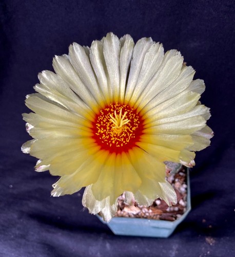 Astrophytum capricorne, cactus plant - Picture 6 of 6