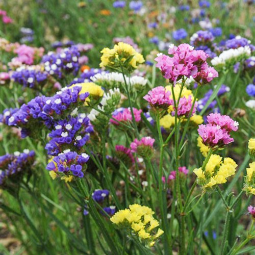 50 Statice Rainbow Mix Flower Seeds UK Purple White Pink Blue Yellow SeaLavender - Picture 2 of 5