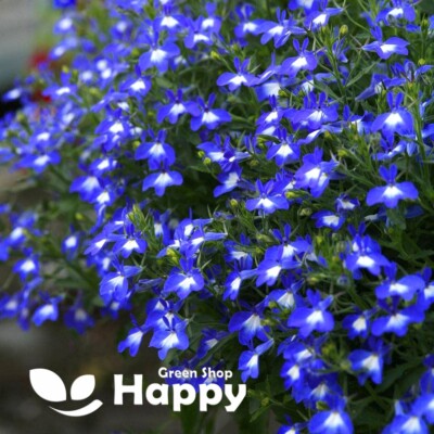 TRAILING LOBELIA CASCADE BLUE WITH WHITE 5000 SEEDS Lobelia pendula  FLOWER UK