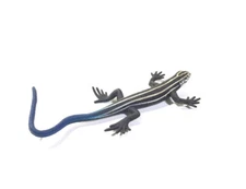 Japan Exclusive YUJIN Japanese Five-Lined Skink Lizard Figure