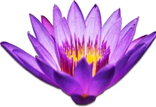 (Nymphaea Tina) Tropical Water Lily Tuber Live Aquatic Plants for Freshwater Fis