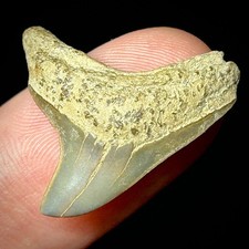 Giant Thresher Shark Tooth (Alopias grandis) .87" Real Fossil Shark Teeth