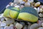 Gasteria Armstrongii x Pillansii Variegate Bumpy Leaf Seedling with Small Offset — photo 3