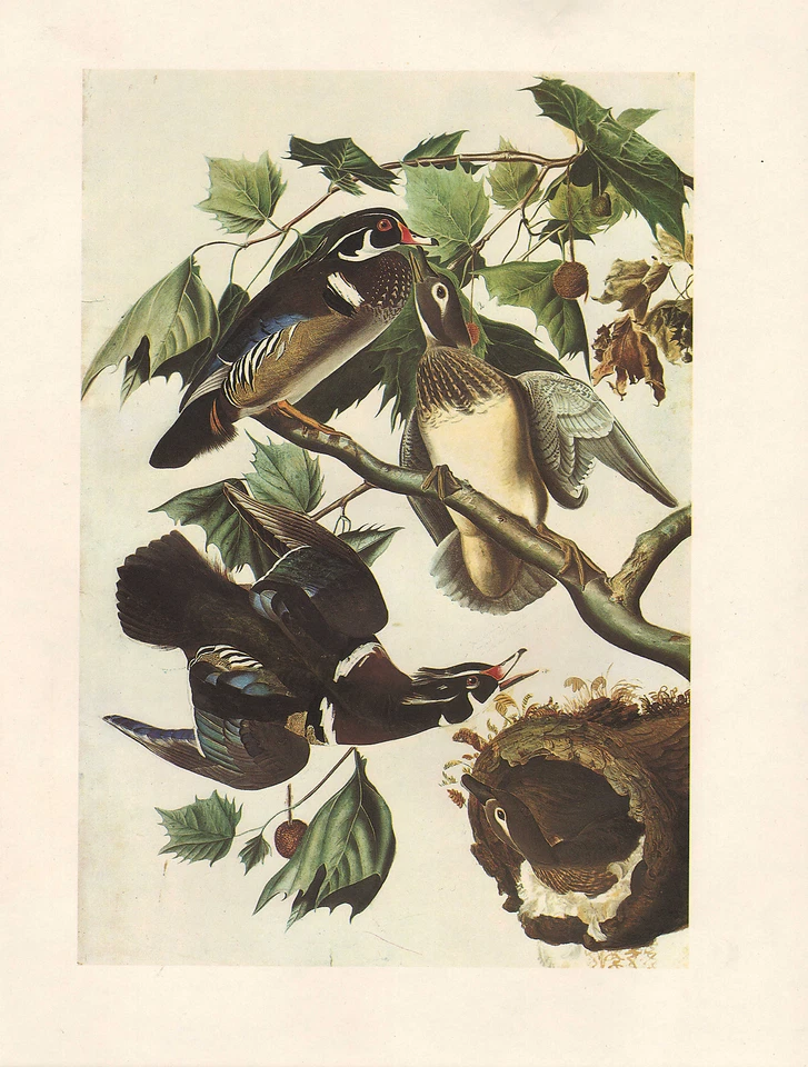 Vintage John James Audubon Oiseau Imprimé ~ Bois Canard Aix Sponsa Mâle & - Photo 1/1