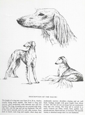 Saluki Sketch - CUSTOM MATTED - 1963 Vintage Dog Art Print