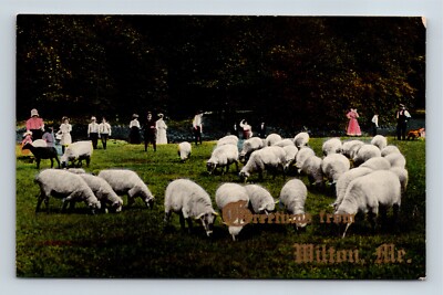 Greetings From Wilton Maine Herd Of Sheep Divided Back Postcard Unposted
