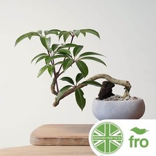 HOUSE PLANT SEEDS - UMBRELLA TREE - 8 SEEDS - TUPIDANTHUS - FAST UK DISPATCH ✅
