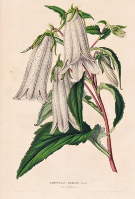Campanula Nobilis Blume Blumen flower Botanik botany van Houtte Lithograph 1850