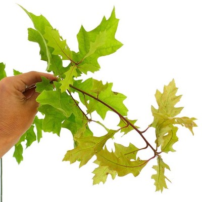 Quercus shumardii 5-20cm | Shumard Oak | Southern Red Oak - Shumard Oak | Southe