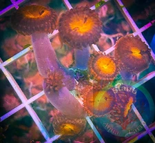 SAF~ “WYSIWYG” Sunset Blast Zoanthid Coral Frag, Palythoa, Paly, Zoa