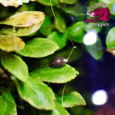 5 Live Bladder Snails Pea Puffer/ Turtle Food   