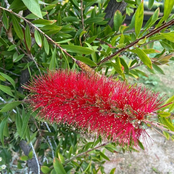 300 Semillas Callistemon citrinus • Árbol Limpiabotellas • Flores Rojas •Arbusto