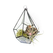 Glass Diamond Terrarium with Tillandsia Air Plant - Easy Indoor Outdoor Decor