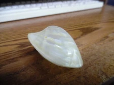 natural white mother of pearl polished closed  seashell shell-2.5"