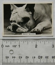 1939 Senior Service Dogs No. 30 French Bulldog