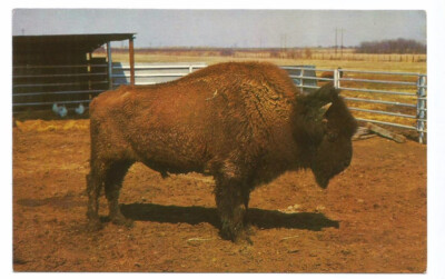 Afton OK Postcard Oklahoma Buffalo Ranch