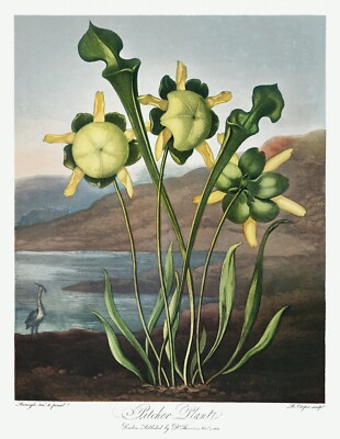 Pitcher Plant The Temple of Flora by Robert John Thornton Print Reproduction