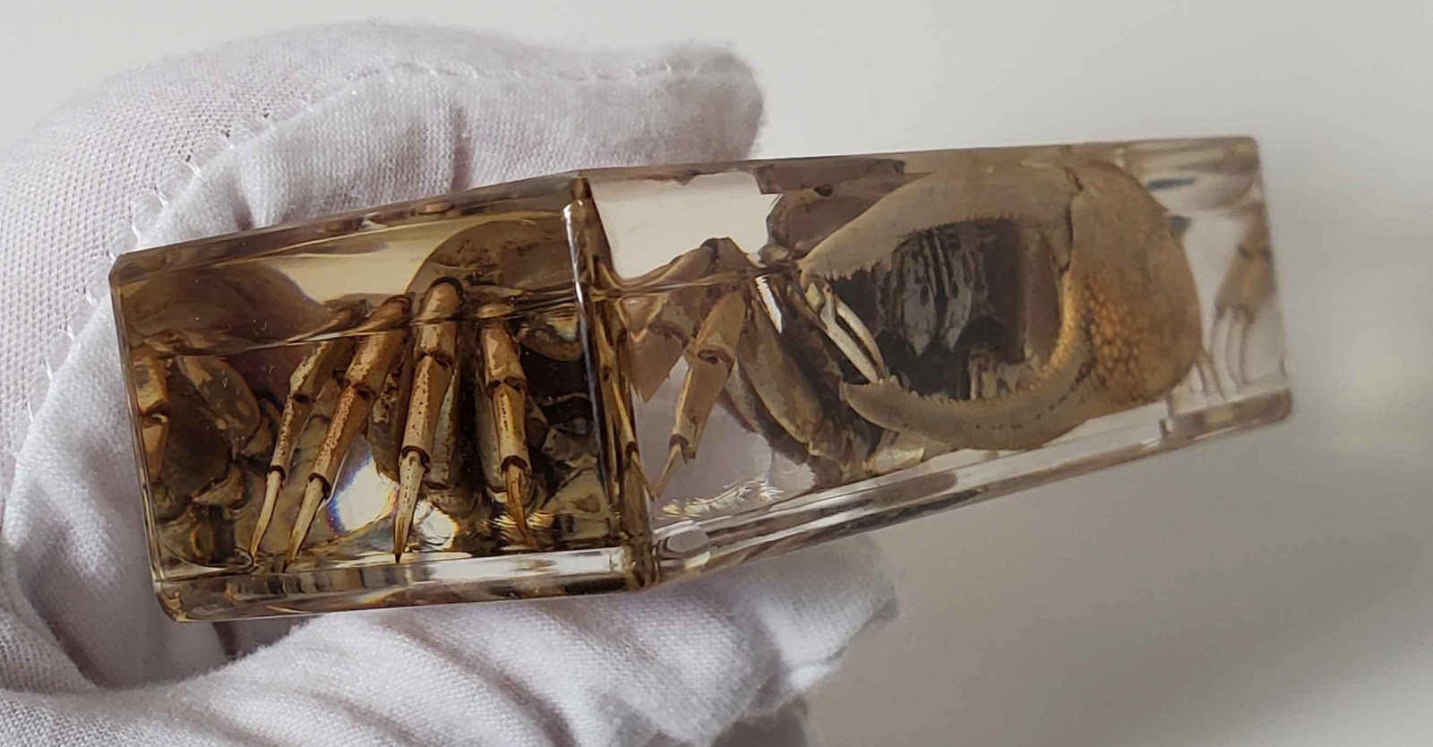 Fiddler Crab Specimen in Resin, EXACT ITEM PICTURED, Real Specimen Paperweight