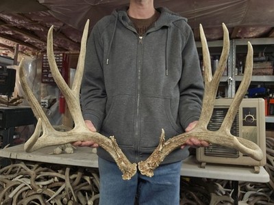 Huge 191'' Mule Deer Set Antlers Sheds Horns Elk Moose Rack