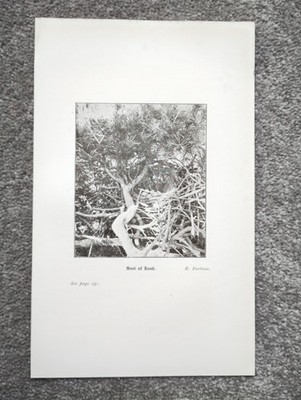 Nest of a Rook, Yorkshire (Ornithologie) - antiker Druck - 1907