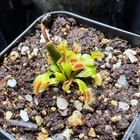 Venus Flytrap SD KRONOS Supergiant Cultivar (Read Description) — photo 7