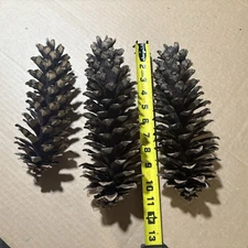 Set Of 3 Pine Cones as photoed = 9" LARGE 11 in tall from IDAHO trees for Crafts
