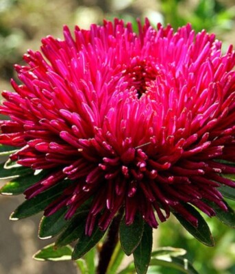 Aster seёds 0,2g Aster Granat, organic seёds ##87+TRACK  