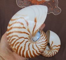 Conchiglia Nautilus lucida 6,2"-6,7" decorazione conchiglia naturale esposizione nautica oceano