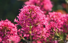 Centranthus ruber Red Valerian 3 Plug Plants Wildflower