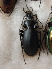 1ex.  Carabus (Lipaster) stjernvalli ssp. Black. Rare.  Carabidae, 