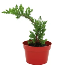🌿Live Juniper Pre-Bonsai Tree🪾 PACK of ONE - Perfect Zen Gift, Procumbens Nana