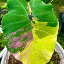 Colocasia Live Bulb Poprock Iris New Hybrid Free Phytosanitary Certificate
