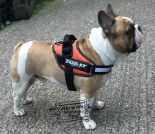 julius k9 harness mini red