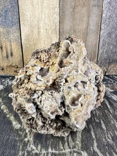 Missouri  Natural  Fossilized Coral with Druzy Quartz Aquarium Terrarium Display