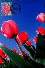 Dr Jim Stamps 2011 Garden Of Love Red Tulip First Day Issue Photo Paper Card