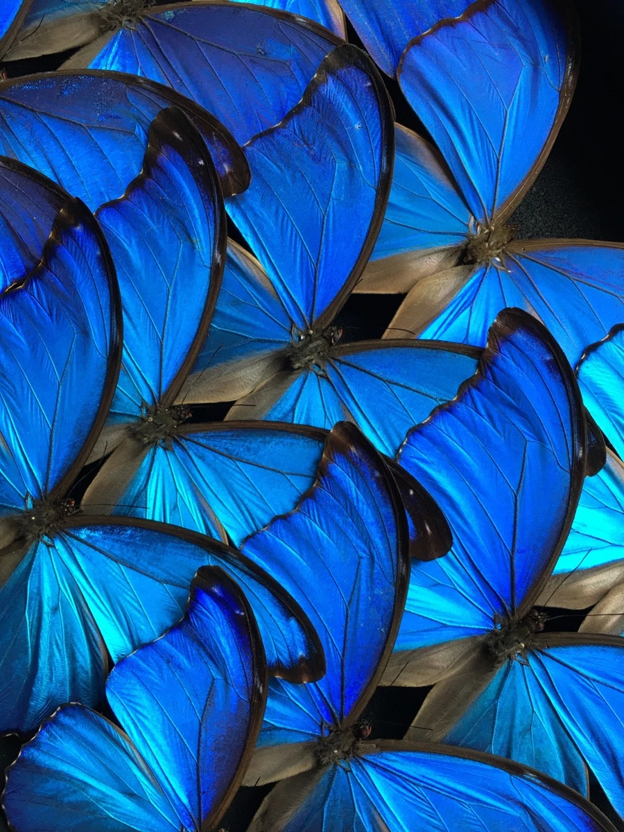 Blue Morpho Butterfly for sale | eBay