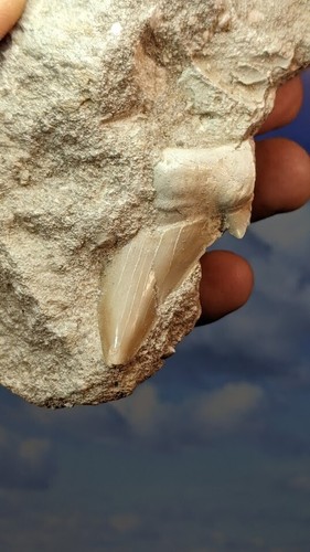 Otodus Obliquus Shark Tooth in natural matrix 130mm X 90mm . As Shown. Boxed. - Picture 5 of 5