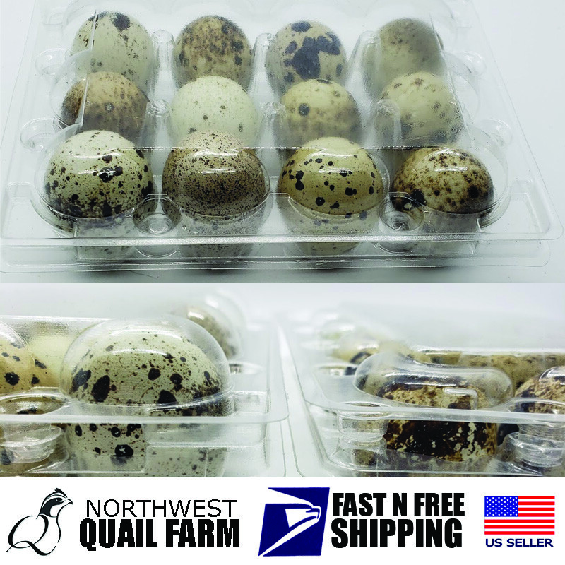 LARGER JUMBO Quail Egg Cartons (50 pack) Holds 12 Larger Eggs Secure
