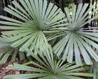 10 Spiny Liquuala Seeds - Palm Mangrove Fan