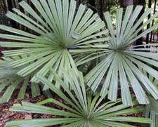 10 Licuala Spinosa Seeds - Mangrove Fan Palm