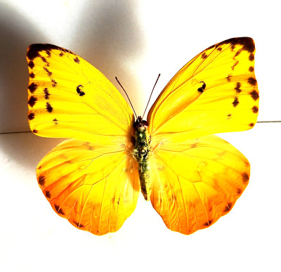 Phoebis avellaneda F A1 Caribbean Pieridae