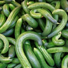 Metki Dark Green Armenian Cucumber Seeds | Yard Eastern Snake Melon Seed 2025