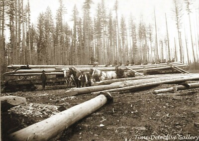 Logging Scene, Cascade Mountains, Washington State - 1899 - Historic Photo Print