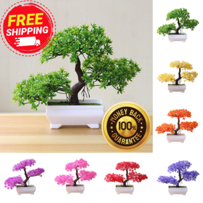 chinese fig bonsai Ficus microcarpa 'Ginseng'